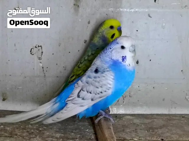 طيور الحب خشنات الونهن حلوه و بزارات وطيره تريد تبيض