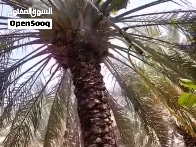 نوفر لكم جميع انواع انخل العربي والوشنطن بجميع المقاسات وفراخها ونقوم بجميع اعمال انخل وراش انخل