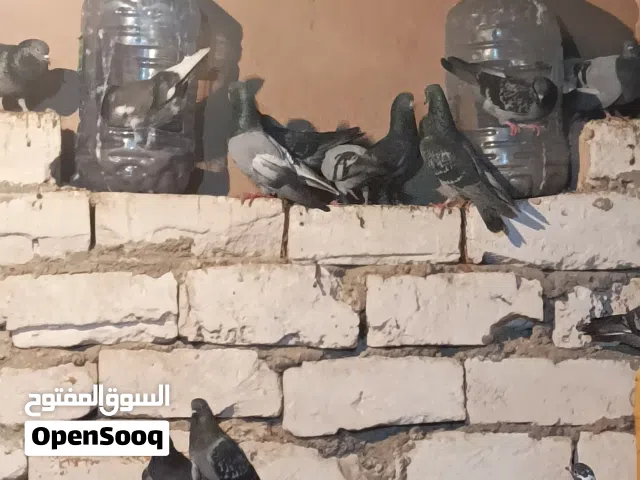 50طرف للبيع.