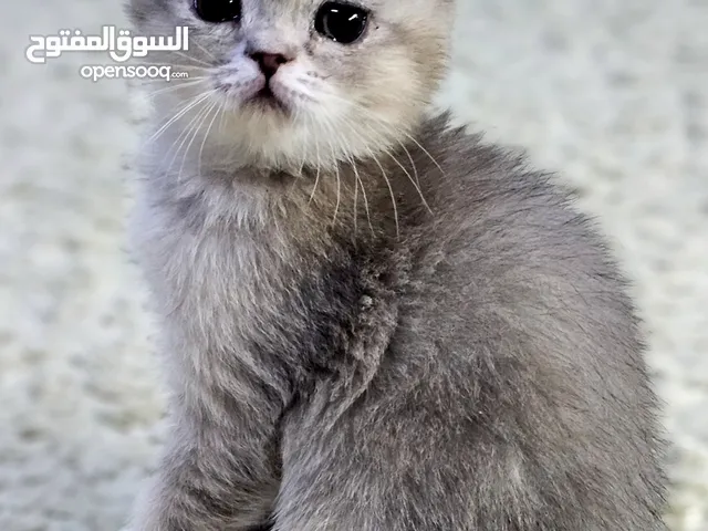 كتن سكوتش فولد عمر 58 يوم