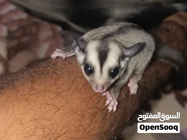 sugar glider