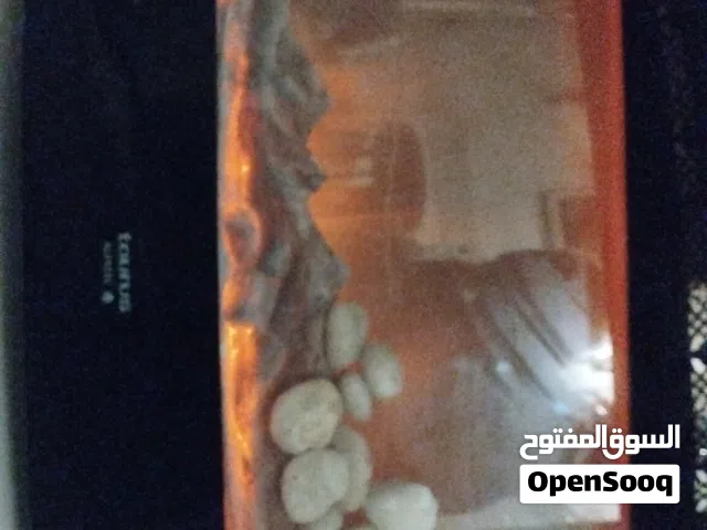 تتدفئه فايبر بلس للبيع ب 60 دينار استخدام اسبوع