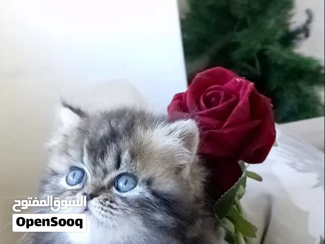 ذكر سكوتش ستريت عمره شهرين
