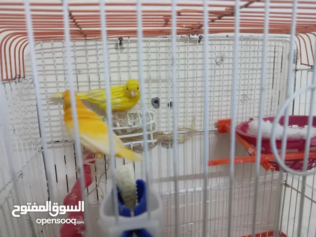 جوز كنار شغال الذكر جزري تغريد نار والأنثى ليموني معبيه مع قفص 3 معالف مخلف كنار أنثى ليموني.