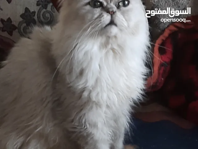 دكر شانشيللا سلفر منتج