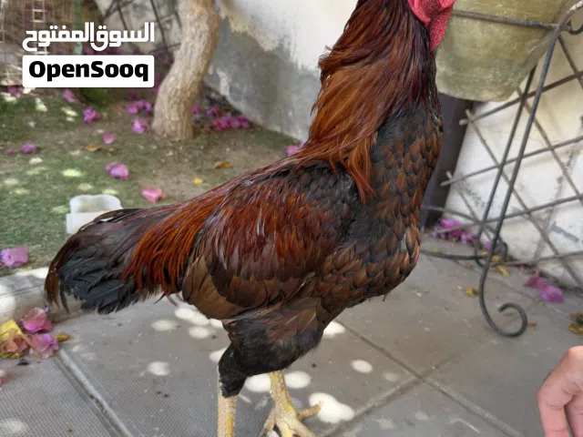 ديك باكستاني نسل البنج