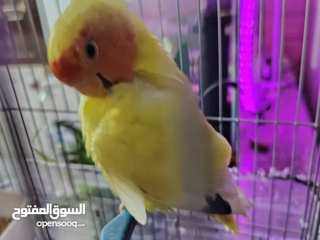 روز اليف 90% عمرو 4 اشهر