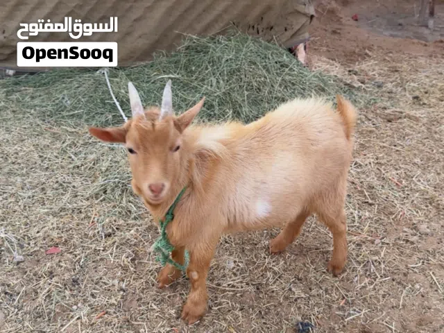 Pygmy goat nine months old ready for breeding