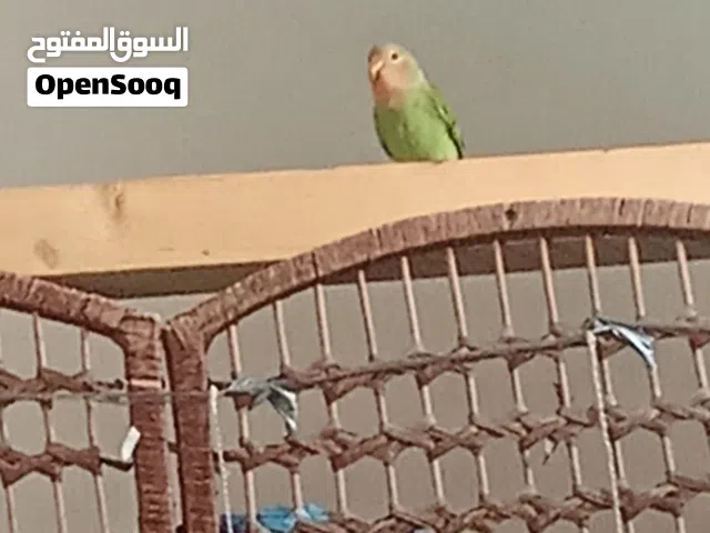 عصفور بركديلو متروض ترويض منزلي انثى كما موضح في الصور السعر 120 قابل للنقاش