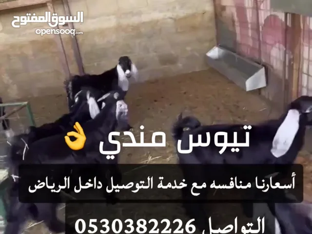 تيوس مندي بلدي