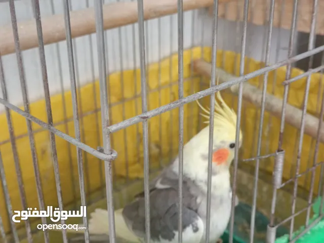 ببغاء كروان كوكتيل ذكر وايت فيس