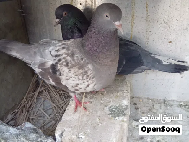 السلام عليكم حمام لوت لبيع تابع الوصف جوه