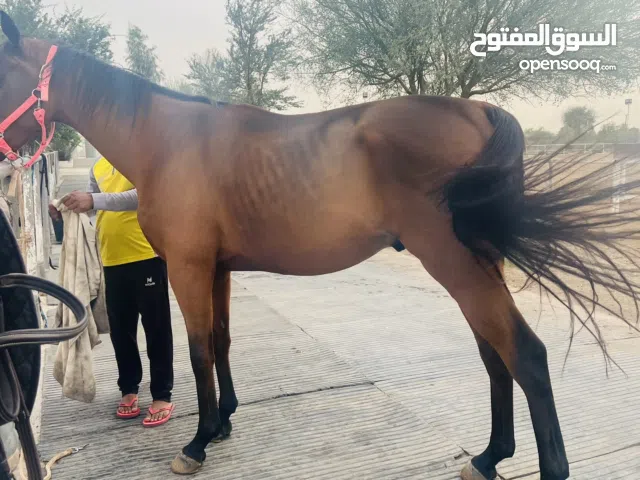 خيل ممتاز من سلاله قويه مع جواز .
