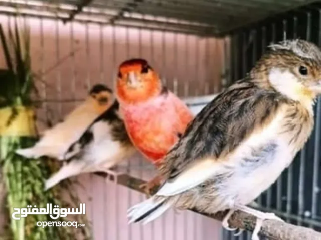مخاليف وازواج مهرج برتغالي منتجه معها فراخ