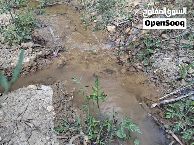 القنية سقي على نبع القنية طريق الزرقاء جرش مشجره زيتون تين عنب