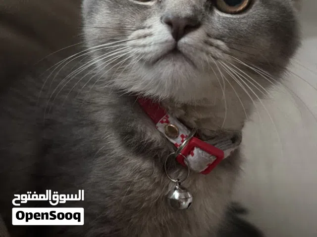 british shorthair and scottish fold mix very playful