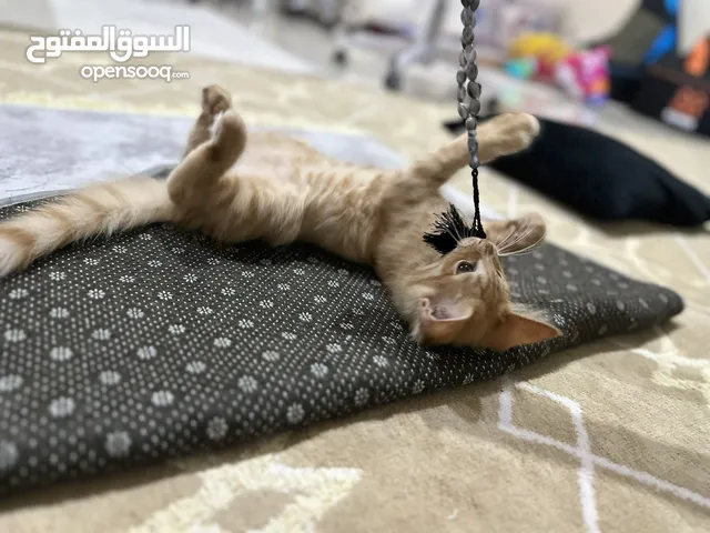 قط شيرازي العمر اربع اشهر (مع جوازه وماخذ كل التطعيمات)
