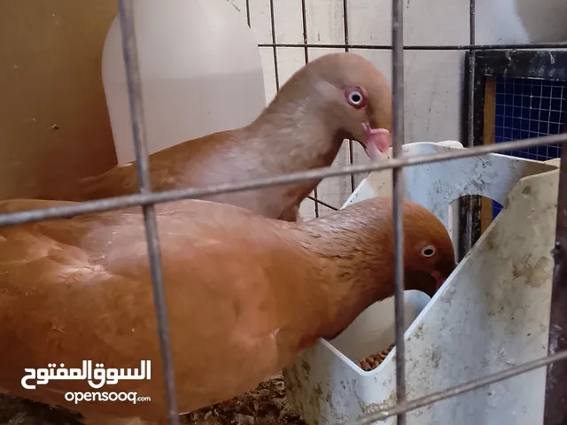 جوز مساويد مكابي جوزي جلوفه