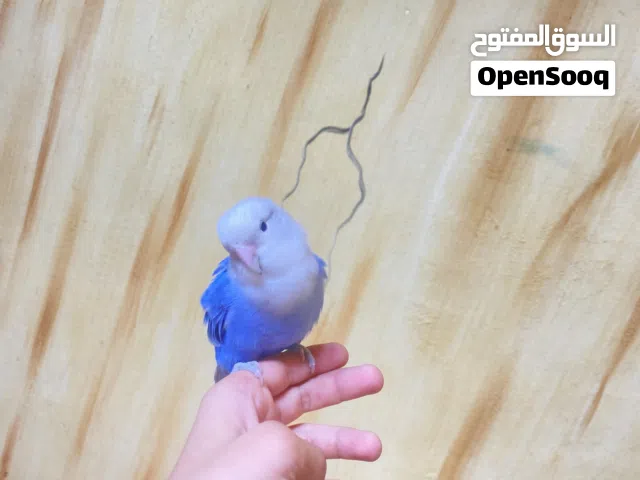 ابحث عن روز اليف بسعر مناسب الوصف مهم
