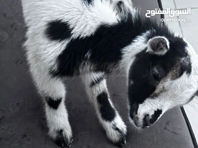 الماعز القزم