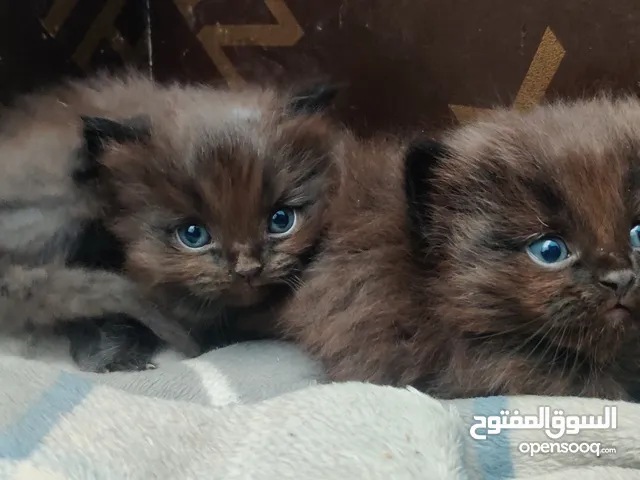 Himalayan Persian Cat Kittens - Coffee Brown