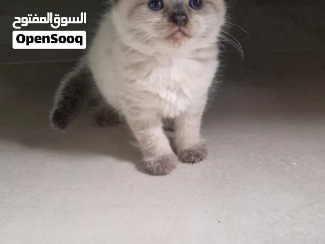 قطط هملايا @ سيامي