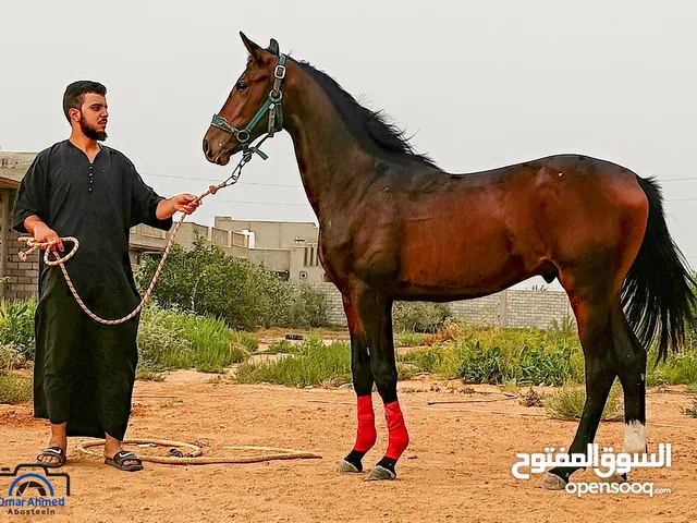 فلو.للبيع الخمس