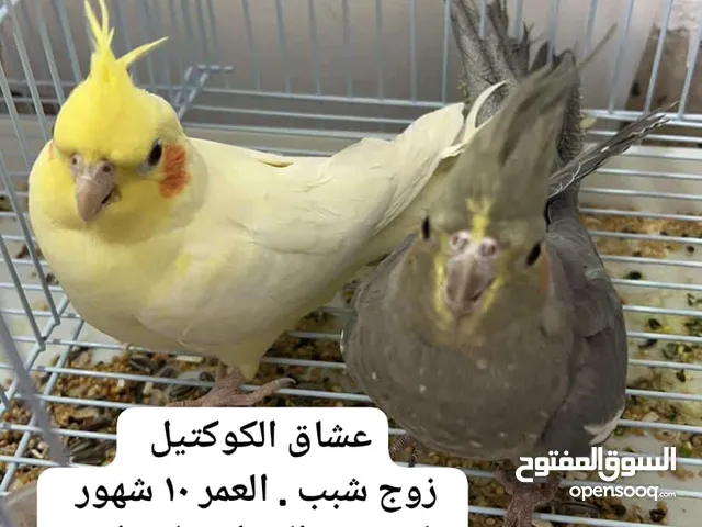 للبيع أزواج بادجي منتجه وازواج كوكتيل عمر انتاج . شرط الصحه والنظافه