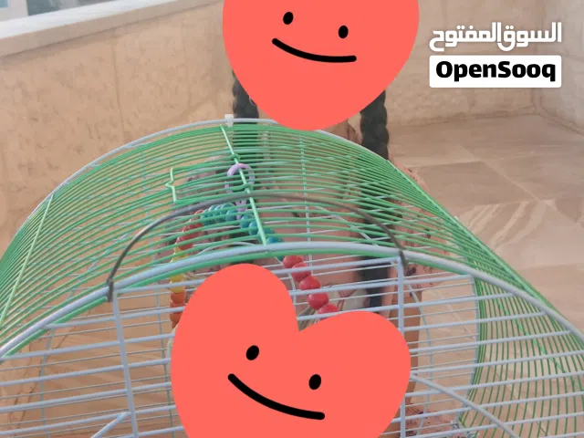 الموقع القويسمه قفص كوكتيل حجم كبير بس قفص بدون الطيور