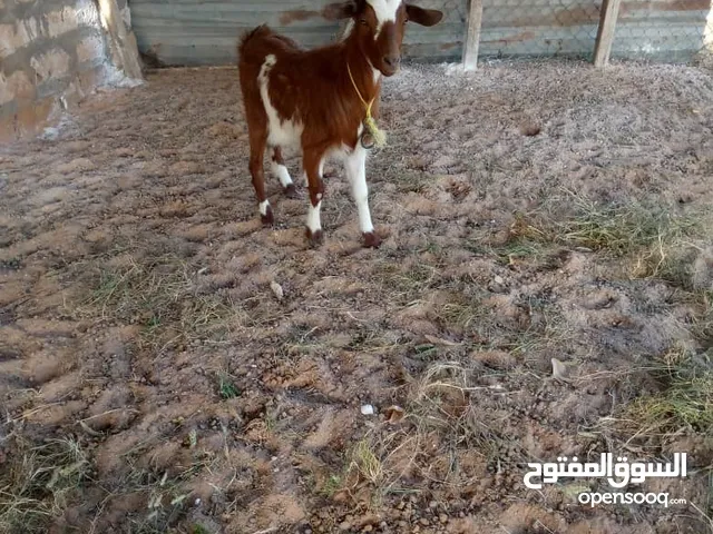 ماعز كرديه