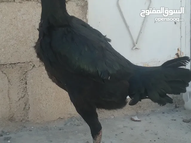 جاج باكستاني للبيع