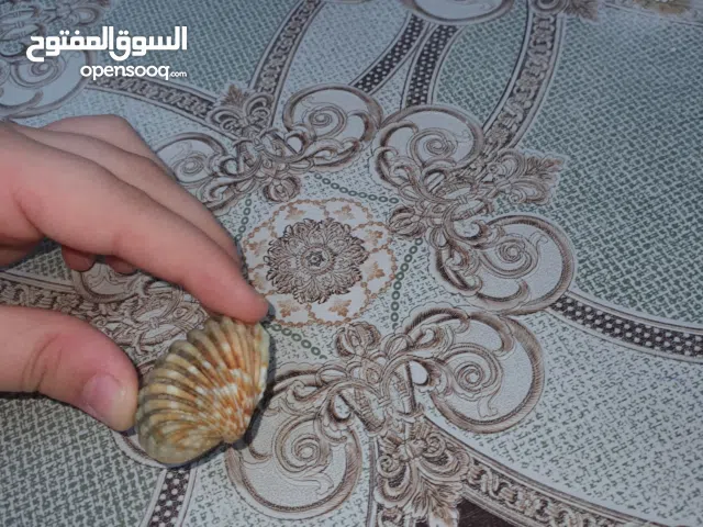 green sea shell rare