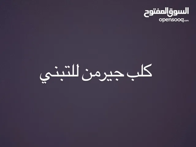 اذا عندك كلب وما تريده تواصل معاي