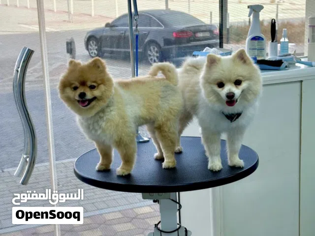 كلبين بومرينيان