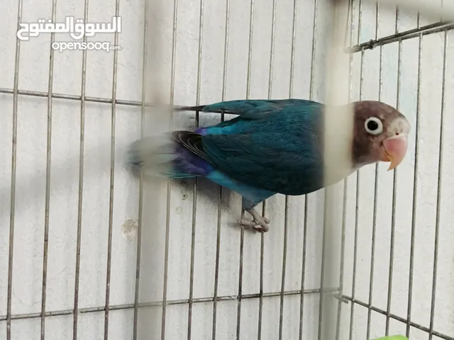 ذكر لون جميل جدا