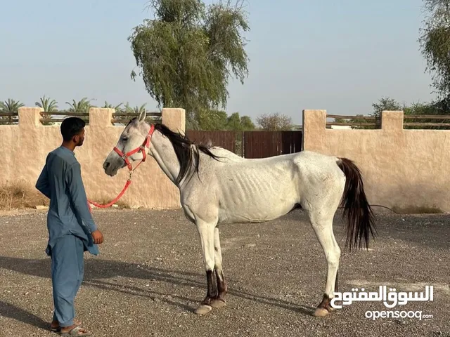 خصي سكول للبيع