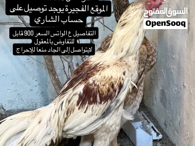 للبيع طير يوليا جاهز ومستواه توب الي يدور ع الزين عينك ميزانك