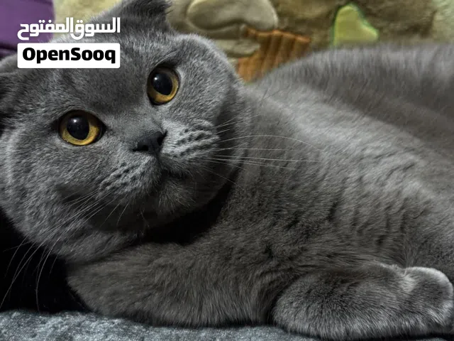 سكوتش فولد للتزاوج