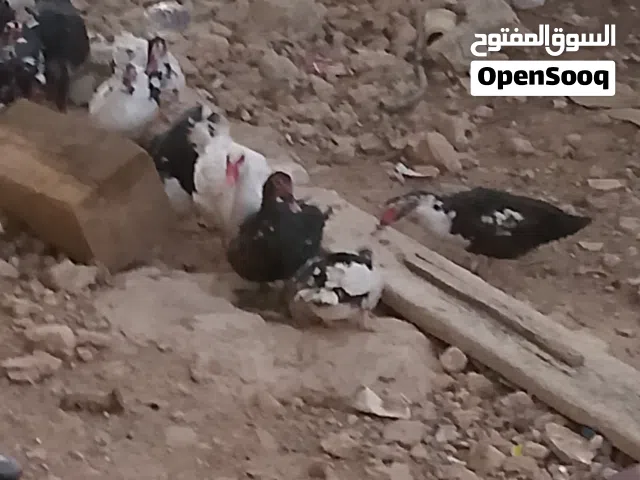 بط اول خيرهن ذكور و اناث