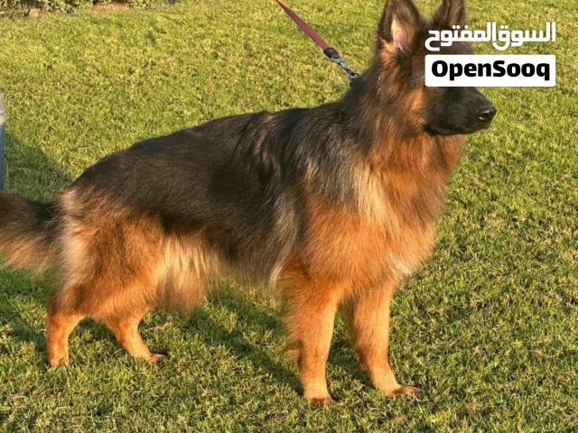 نثيه جيرمن لونغ هير