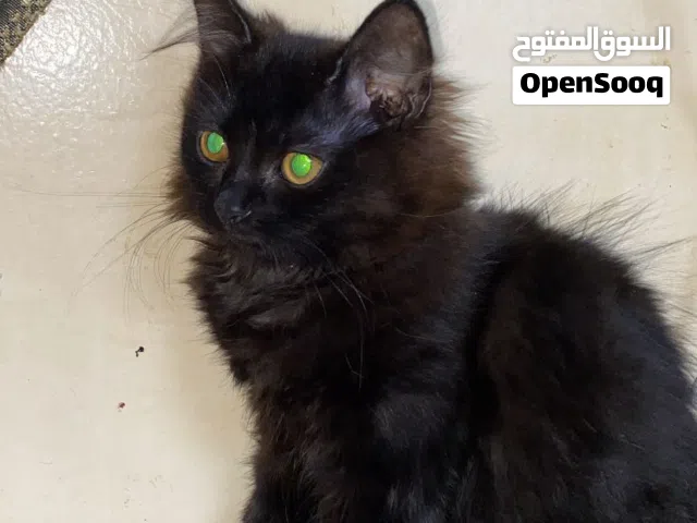 قطه للبيع شيرازيه