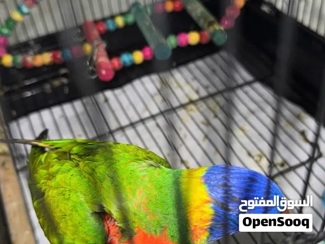 للبيع لوري شرط ربوه