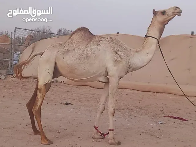نشتري جميع انواع الحلال و نبيع جميع انواع الحلال