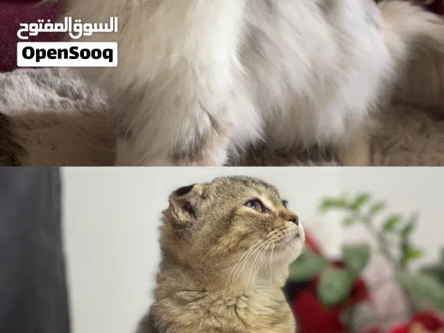 للبيع قطط شيرازي و سكوتش