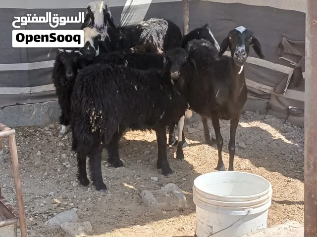 للبيع جعد عمانيات