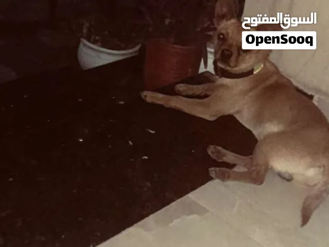 السلام عليكم اقرأ الوصف