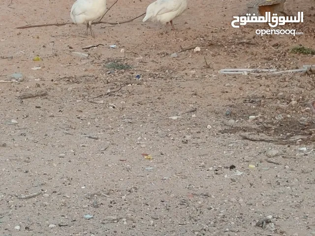 كوبية دجاج فرعوني لون ابيض مصوقرة مشاءالله