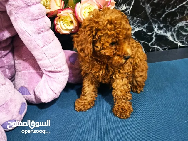 جراء توي بودل