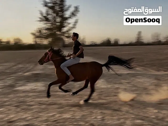 فرس بدوية للبيع العمر 6سنوات