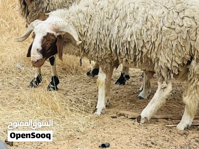 خرفان 2للبيع